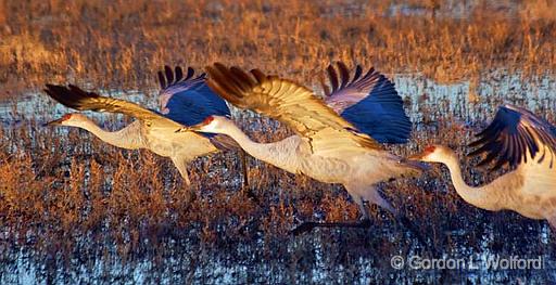 Running Start_73936.jpg - Sandhill Crane (Grus canadensis) sunrise fly-out photographed in the Bosque del Apache National Wildlife Refuge near San Antonio, New Mexico USA.